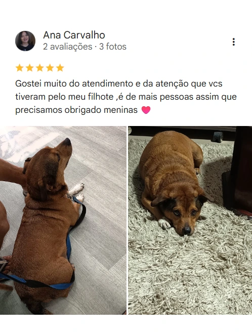 Avaliação real de tutor sobre o Patinhas de Assis